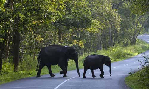 coorg wayanad tour package from mysore