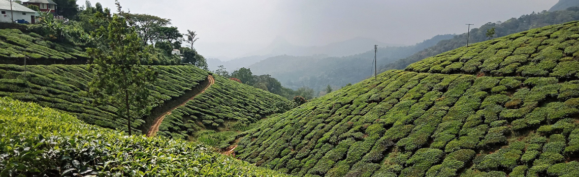 Munnar1140350