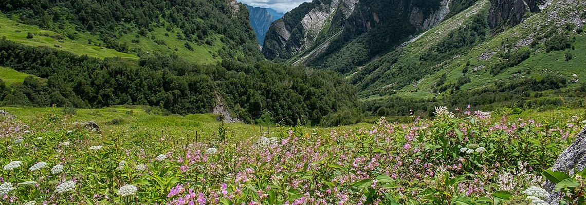 valleyofflowers1140400
