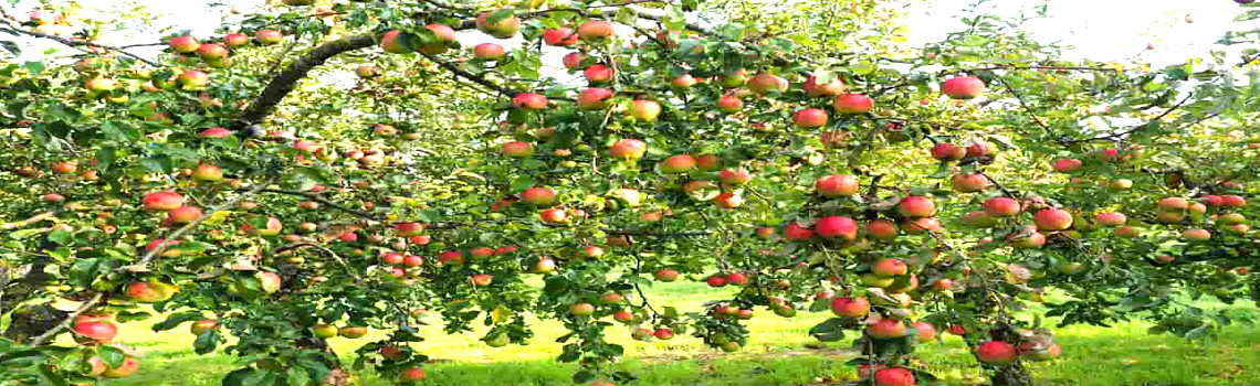 Apple Orchards