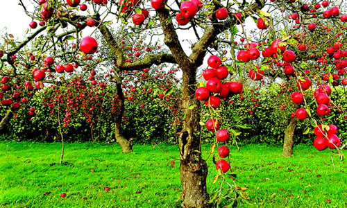 Apple Orchards