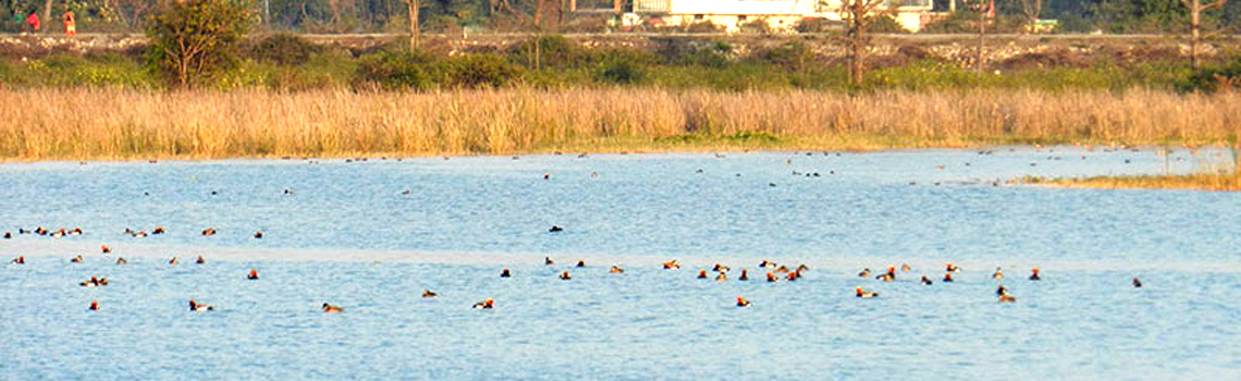 Assan Barrage / Dhalipur Lake