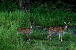 Bandipur National Park