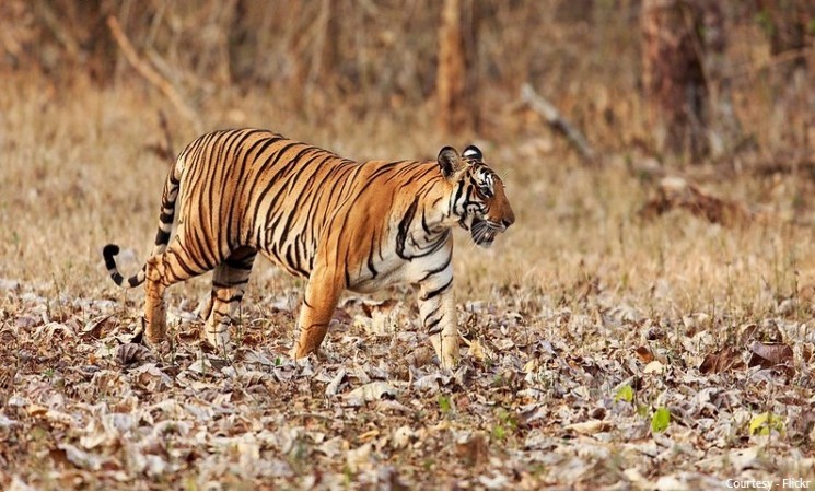 Bandipur National Park