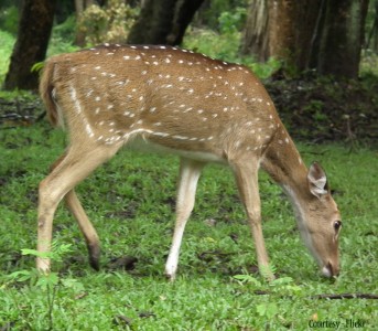 Bandipur national park