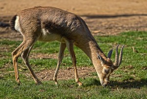 Bandipur National Park