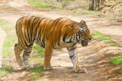 Bandipur National Park