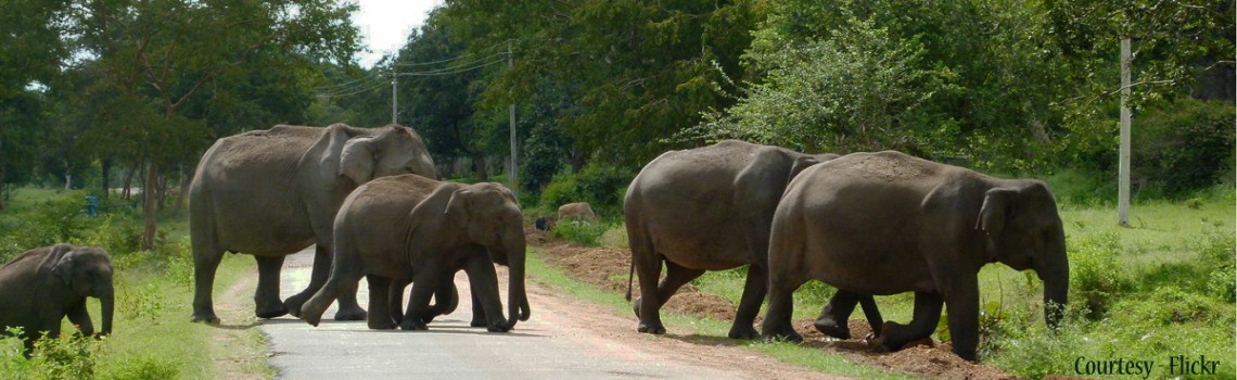 Bandipur national park