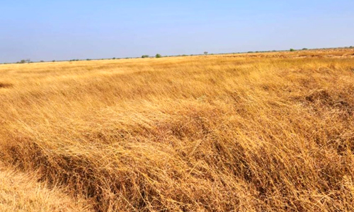 Banni Grasslands Reserve