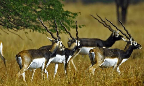 Bassi Wildlife Sanctuary