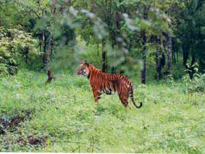 Bhadra Tiger Reserve