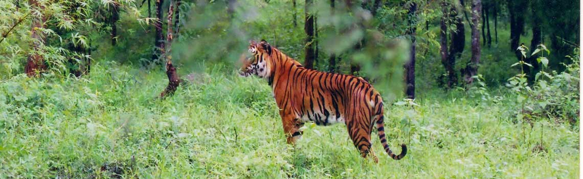 Bhadra Tiger Reserve