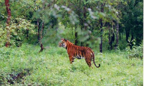 Bhadra Tiger Reserve