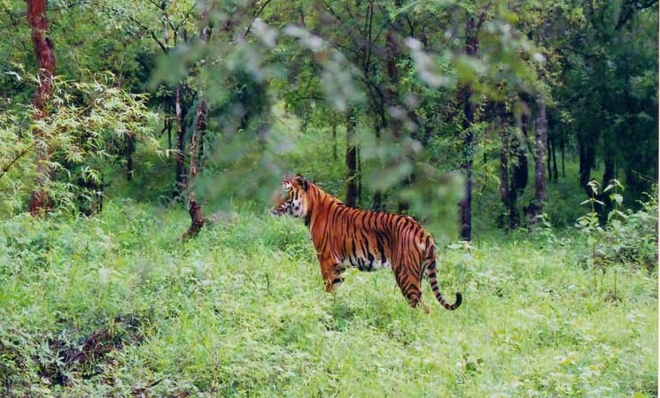 Bhadra Tiger Reserve