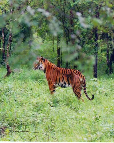 Bhadra Tiger Reserve