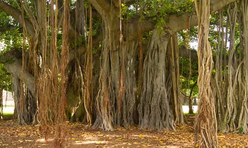 Big Banyan Tree