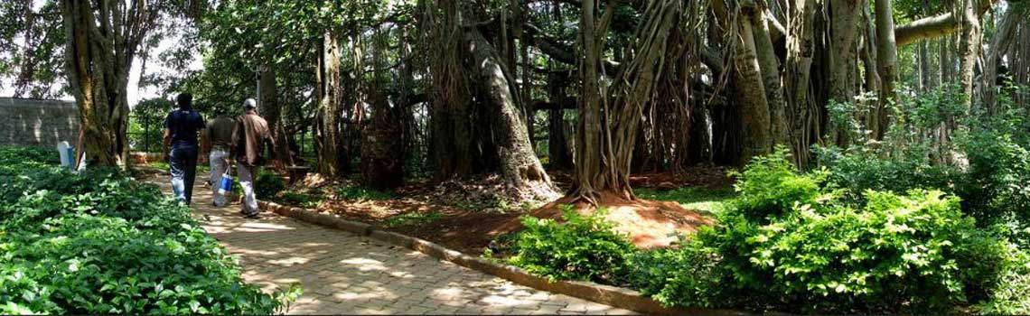 Big Banyan Tree