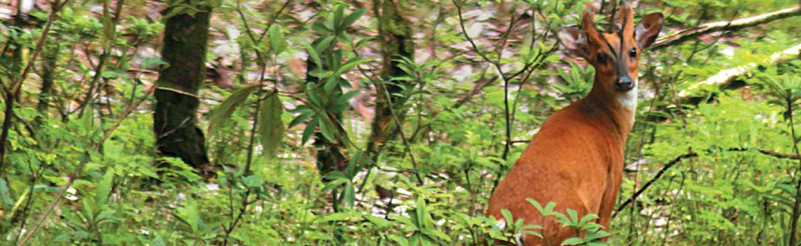 Binsar Wildlife Sanctuary