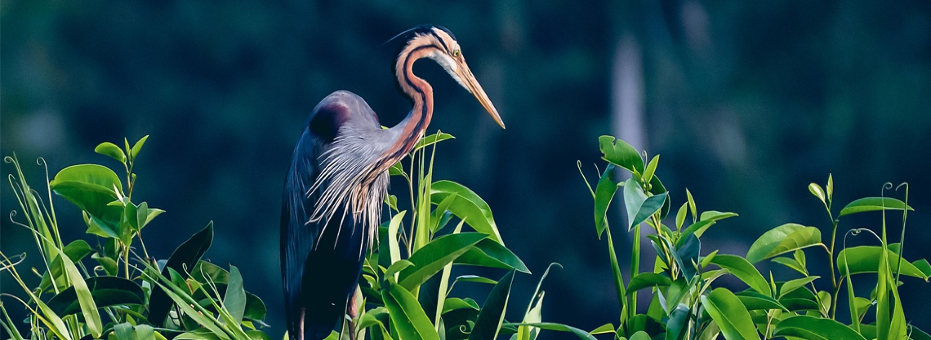 Bird watching in Kerala’s Backwater Bird Sanctuaries