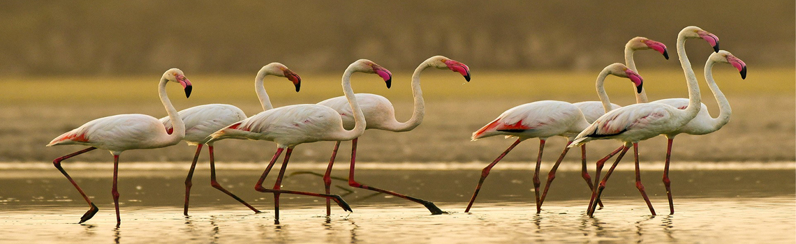 Chhari Dhand Bird Sanctuary