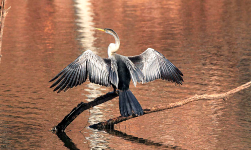 Chhari Dhand Bird Sanctuary