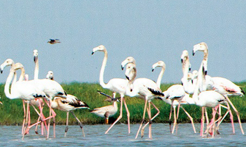 Chilika Lake & Sanctuary