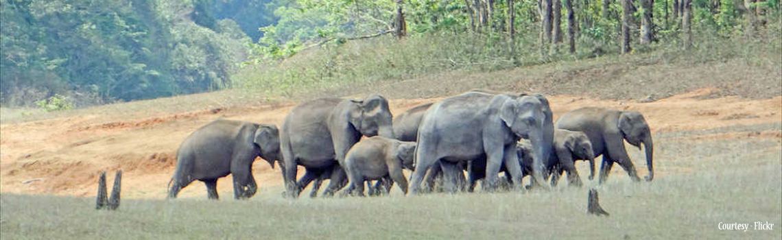 Chinnar wildlife sanctuary