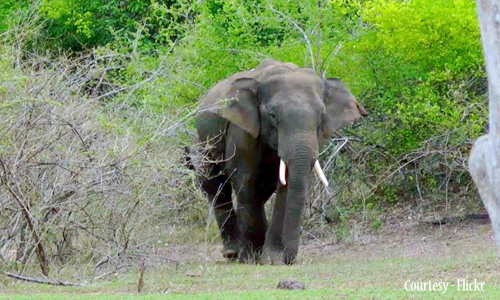 Chinnar wildlife sanctuary