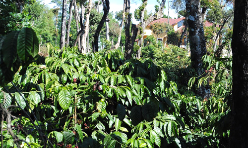 Coffee Plantations