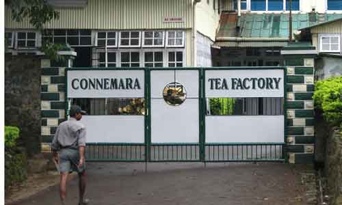 Connemara Tea Factory