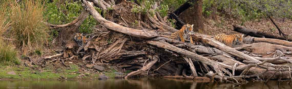 Dandeli Wildlife Sanctuary