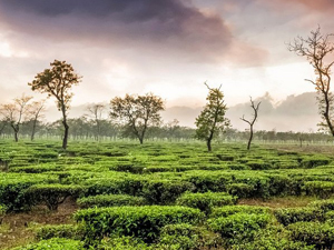 Darjeeling