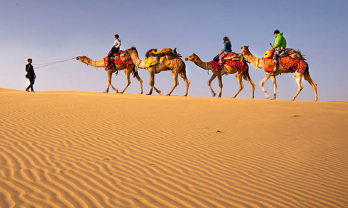 Desert Camel Safari