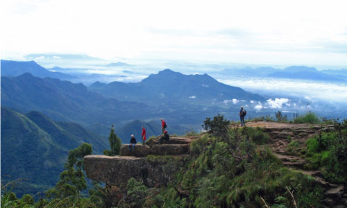 Dolphins nose Kodai