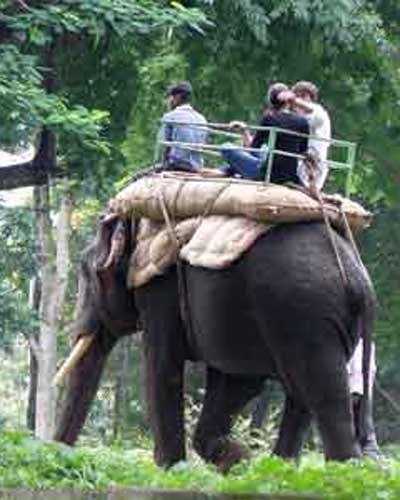 Dubare elephant camp