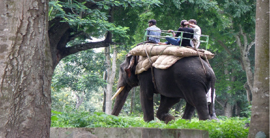 Dubare Elephant Camp Coorg