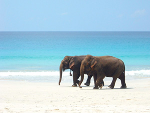 Elephant Beach