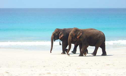 Elephant Beach