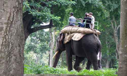 Elephant Rides