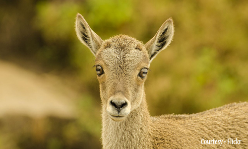 Eravikulam National Park