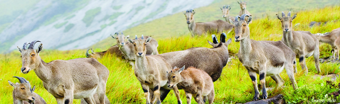 Eravikulam National Park