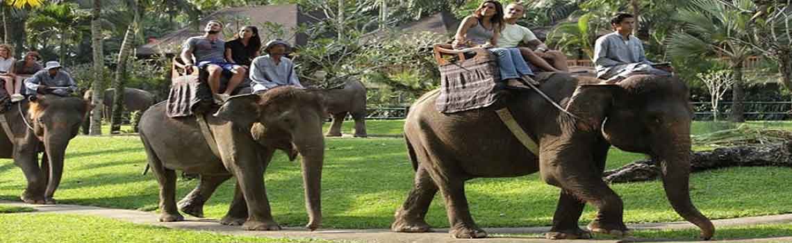 thekkady elephant safari timings