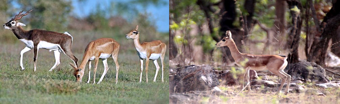 Gajner Wildlife Sanctuary