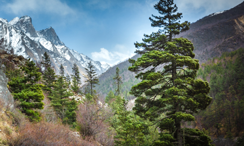 Gangotri National Park