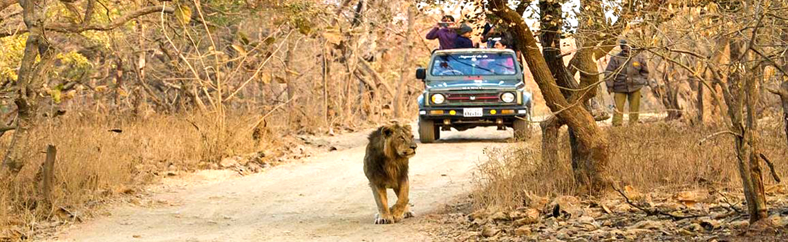 Gir Jungle Trail