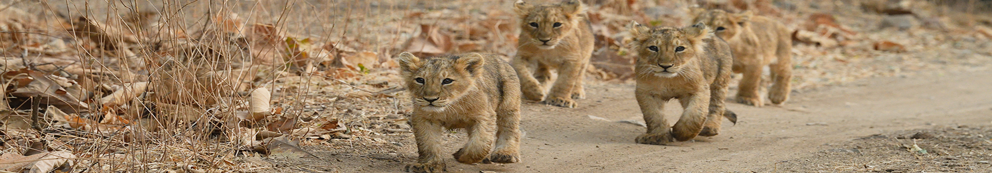 Gir National Park