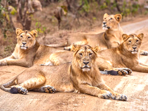 Gir National Park