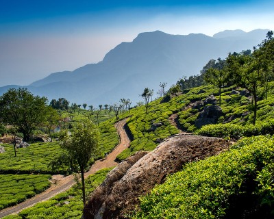 Happutale Tea Plantations