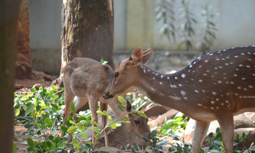 Horsley Hill Zoo