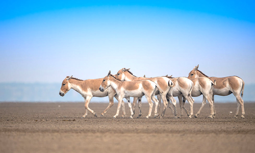 Indian Wild Ass Sanctuary